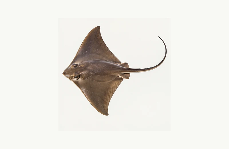 Realistic reference image of Bat Ray