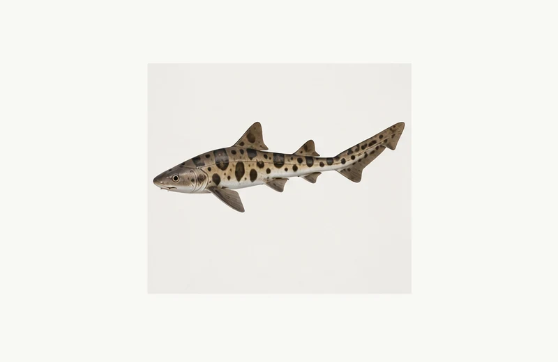 Realistic reference image of Leopard Shark