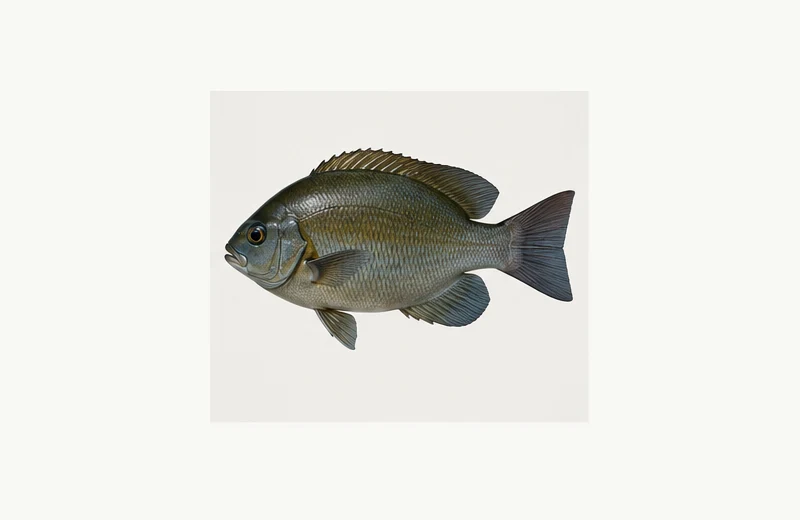Realistic reference image of Opaleye